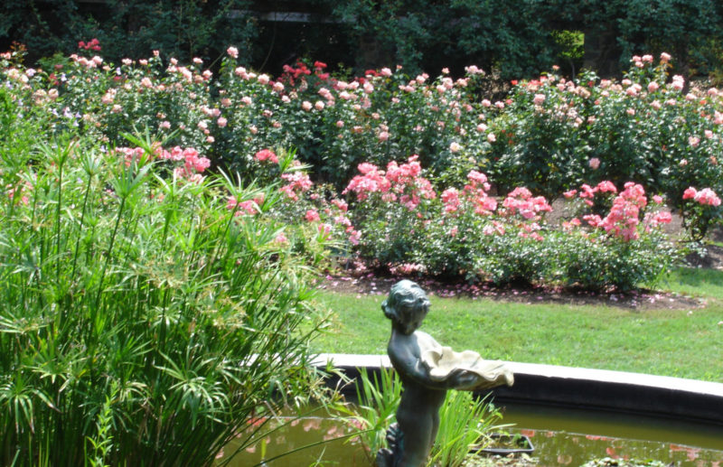 A History of The Raleigh Rose Garden - Raleigh Little Theatre