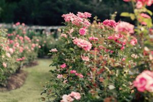 Rose bushes from the RLT Rose Garden