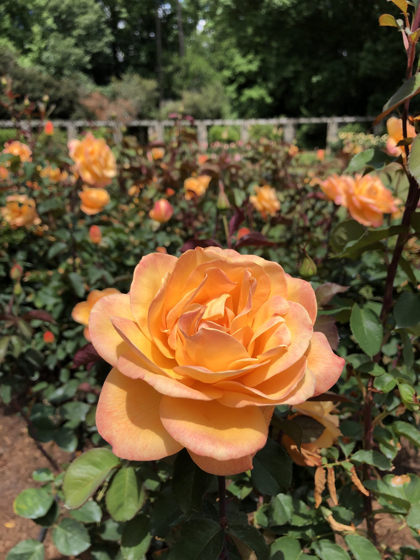 The Raleigh Rose Garden Raleigh Little Theatre