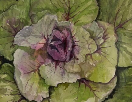 Winter Cabbage by Scott Jamison